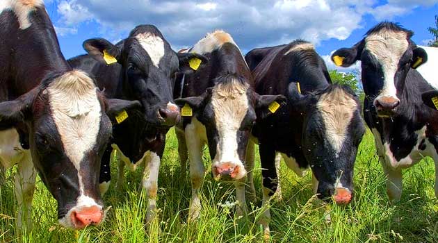 Довгострокові економічні пріоритети розвитку  галузі тваринництва в Україні